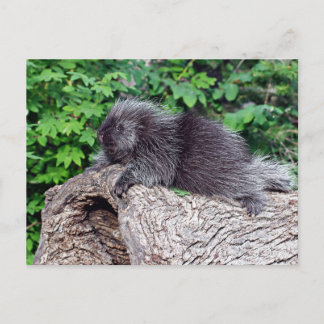 Porcupine Lounging Postcard