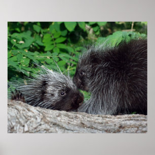 Porcupine - Mum and Baby Poster