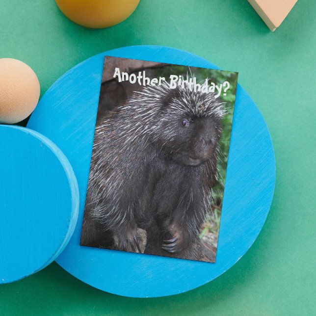 Porcupine Photo Funny Birthday Card (In Situ)