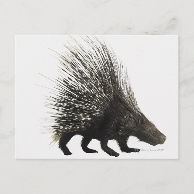 Porcupine Postcard (Front)