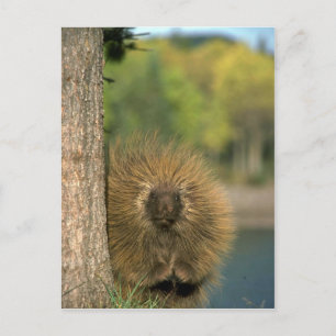 Porcupine Postcard