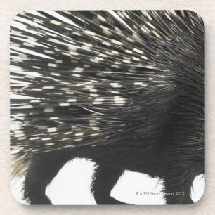 Porcupine quills coaster