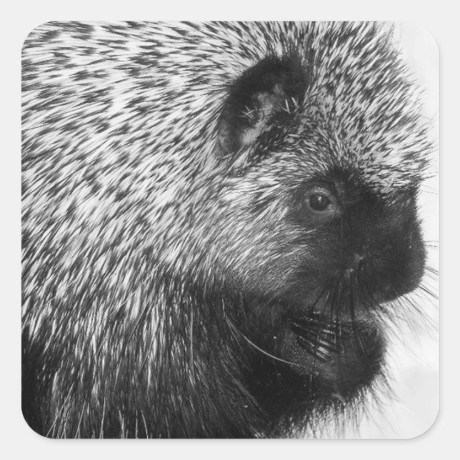 Porcupine Sticker (Front)