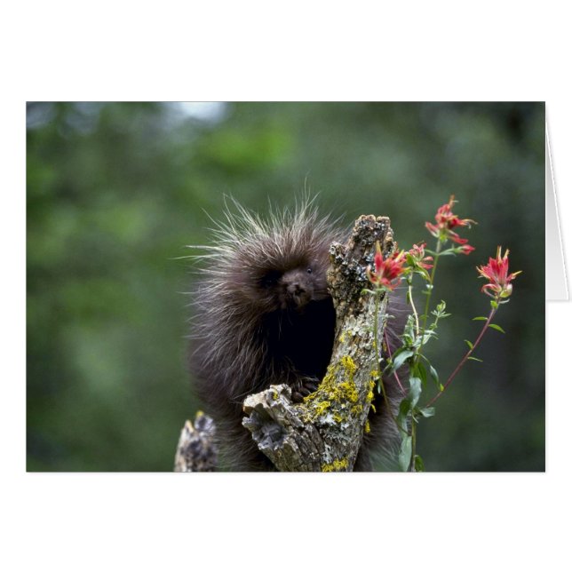Porcupine-summer-youngster (Front Horizontal)