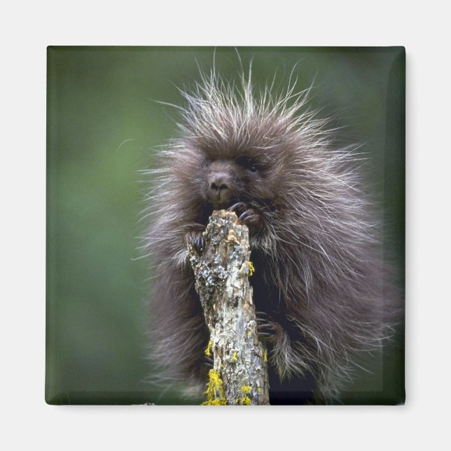 Porcupine-summer-youngster Magnet (Front)
