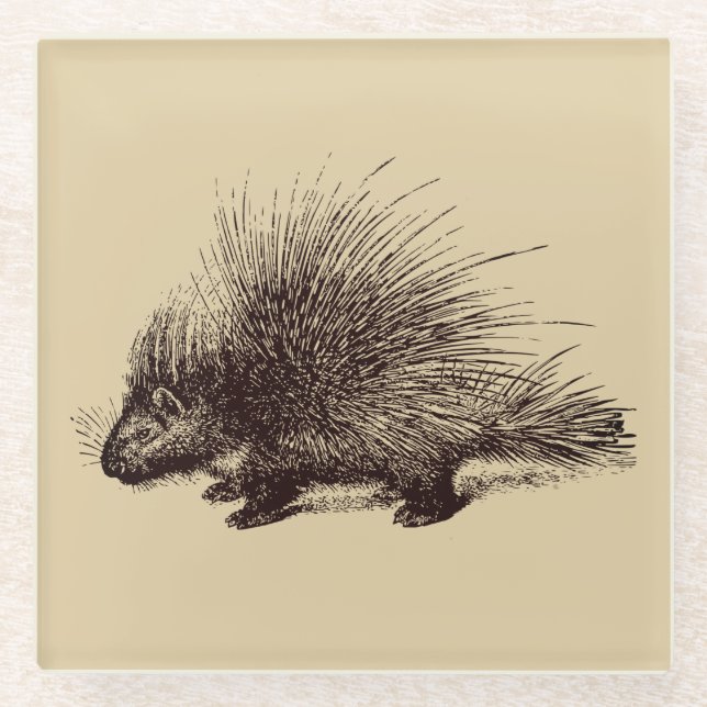 porcupine Vintage illustration Glass Coaster (Front)