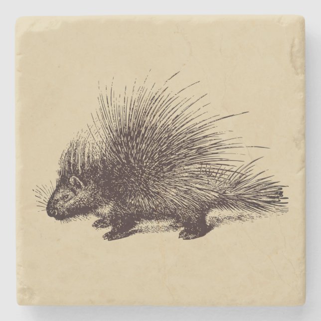 porcupine Vintage illustration Stone Coaster (Front)