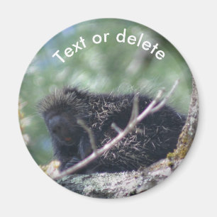 Porcupine Wildlife Animal Nature Personalised Magnet