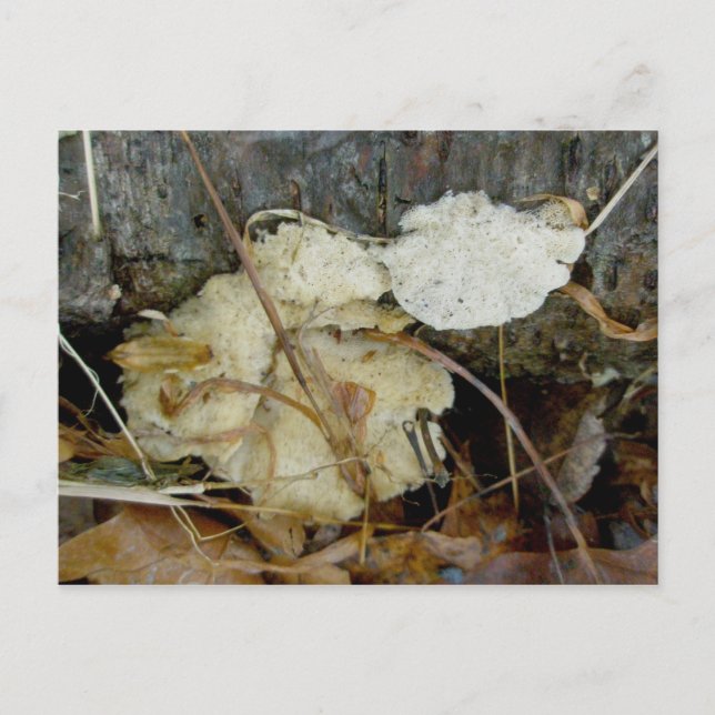 Porous Shelf Fungus Postcard (Front)