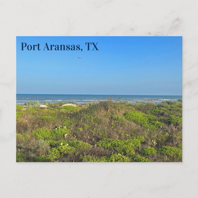 Port Aransas Texas Beach Grass Photography  Postcard (Front)