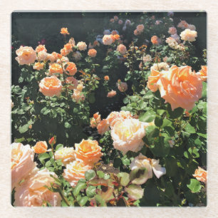 Portland Rose Garden Glass Coaster