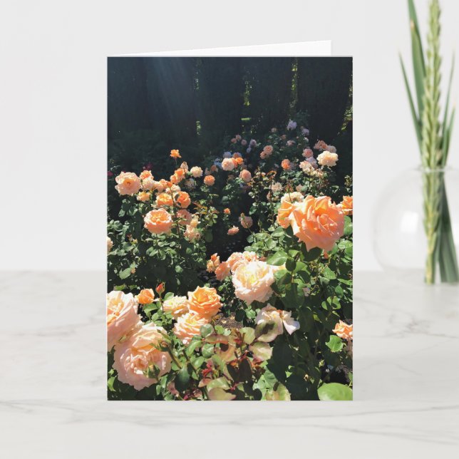 Portland Rose Garden, OR Card (Front)