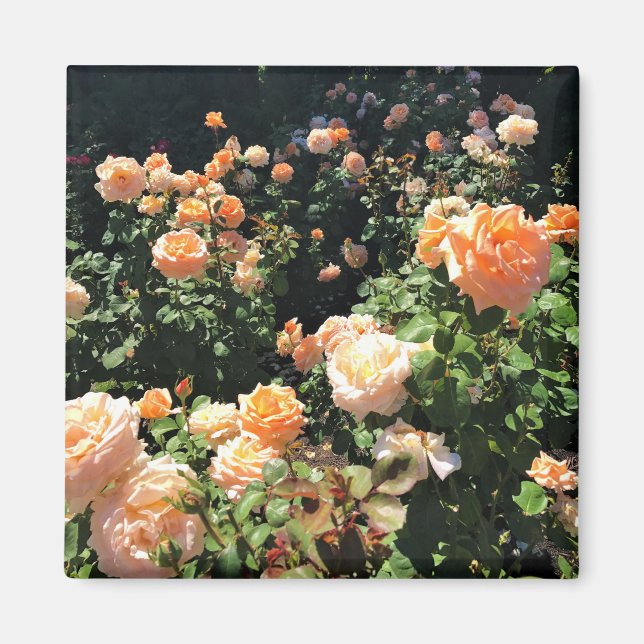 Portland Rose Garden, OR Magnet (Front)