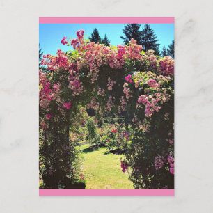 Portland Rose Garden, OR Postcard