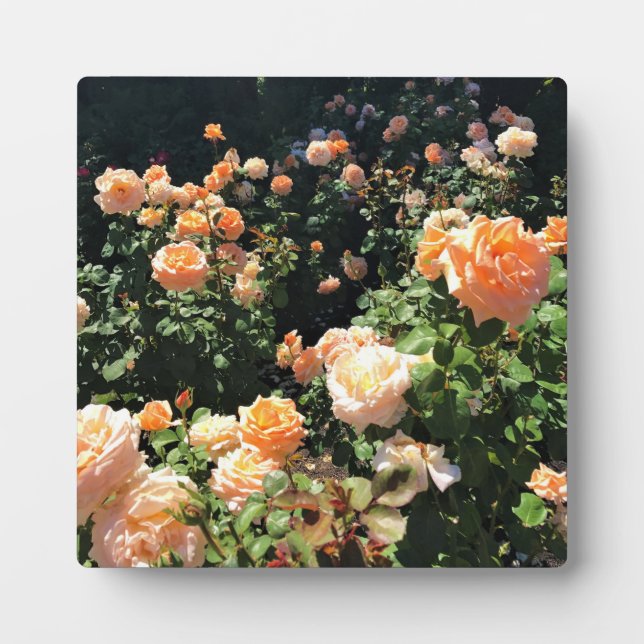 Portland Rose Garden Plaque (Front)