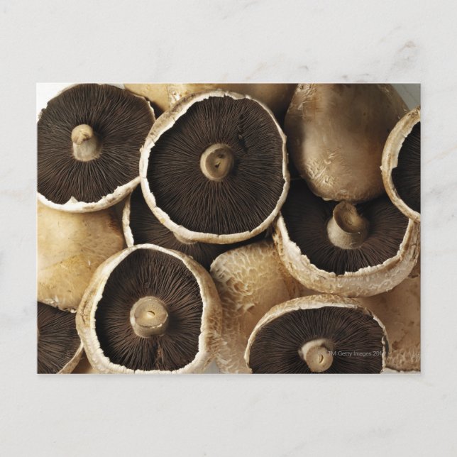 Portobello Mushrooms on White Background Postcard (Front)