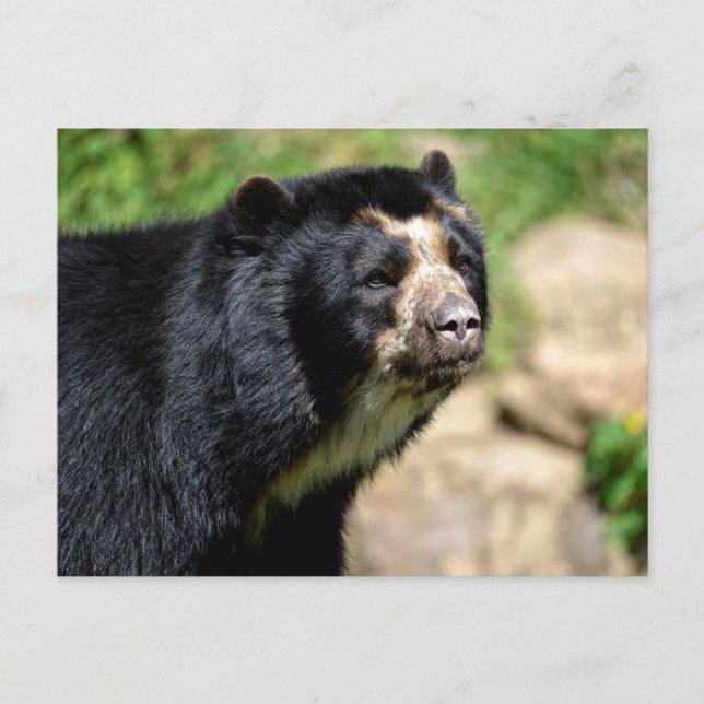 Portrait Andean bear Postcard (Front)