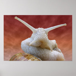 Portrait Burgundy snail Poster