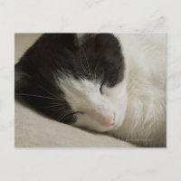 Portrait detail of a domestic cat sleeping