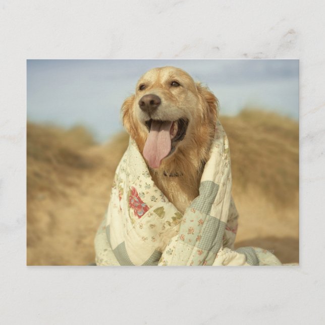 Portrait dog on beach under quilt. Fall Postcard (Front)