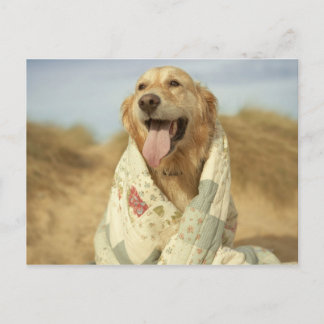 Portrait dog on beach under quilt. Fall Postcard