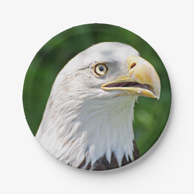 Portrait of a Bald Eagle Paper Plate (Front)