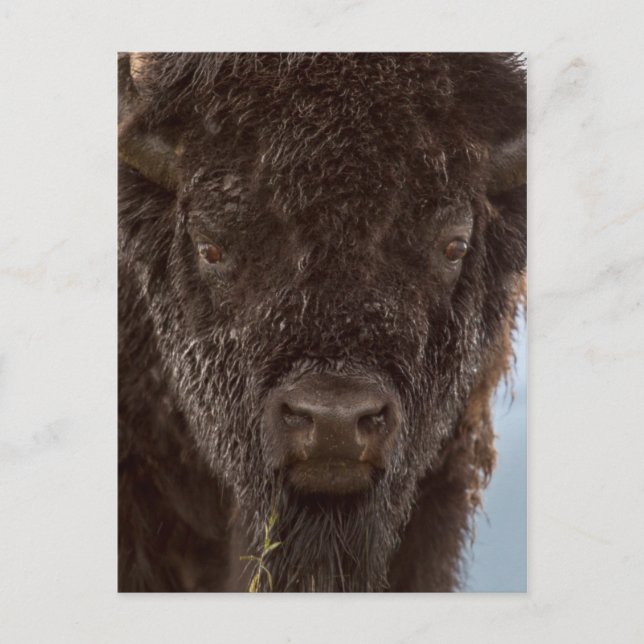 Portrait Of A Bison Bull In The Rain Postcard (Front)