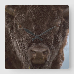Portrait Of A Bison Bull In The Rain Square Wall Clock
