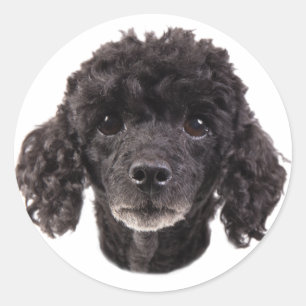Portrait of a black poodle classic round sticker