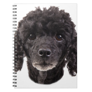 Portrait of a black poodle notebook