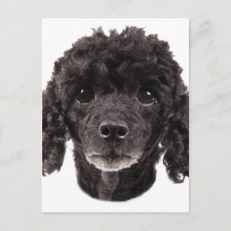 Portrait of a black poodle postcard