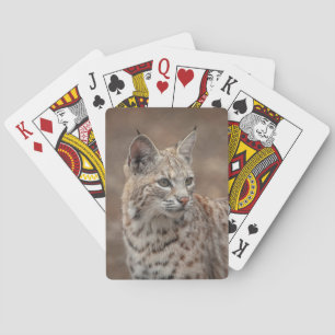Portrait of a Bobcat Playing Cards