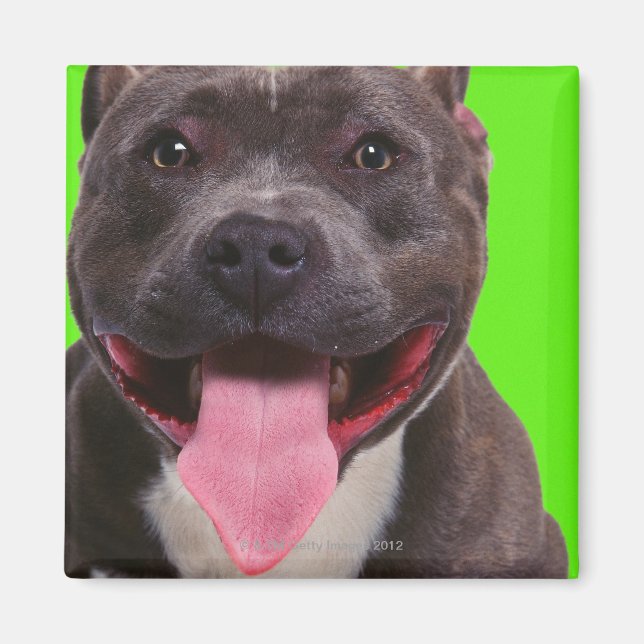 portrait of a bulldog magnet (Front)
