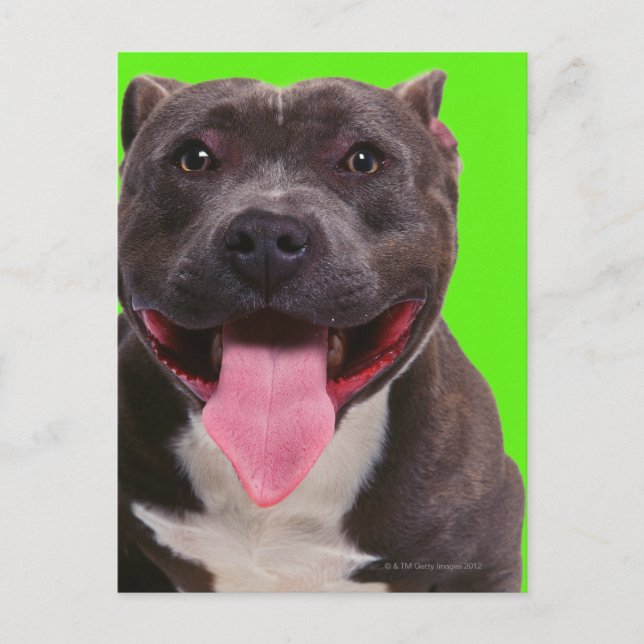 portrait of a bulldog postcard (Front)