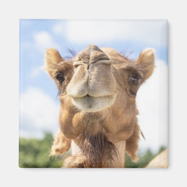 Portrait of a Camel Magnet (Front)