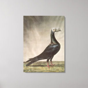 Portrait of a Carrier Pigeon Canvas Print