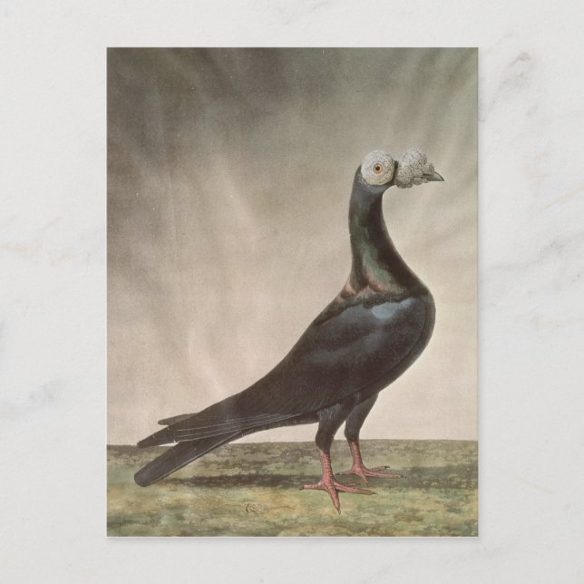 Portrait of a Carrier Pigeon Postcard (Front)