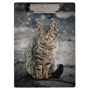 Portrait of a cat clipboard