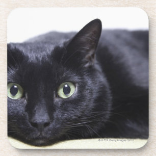 Portrait of a Cat Coaster