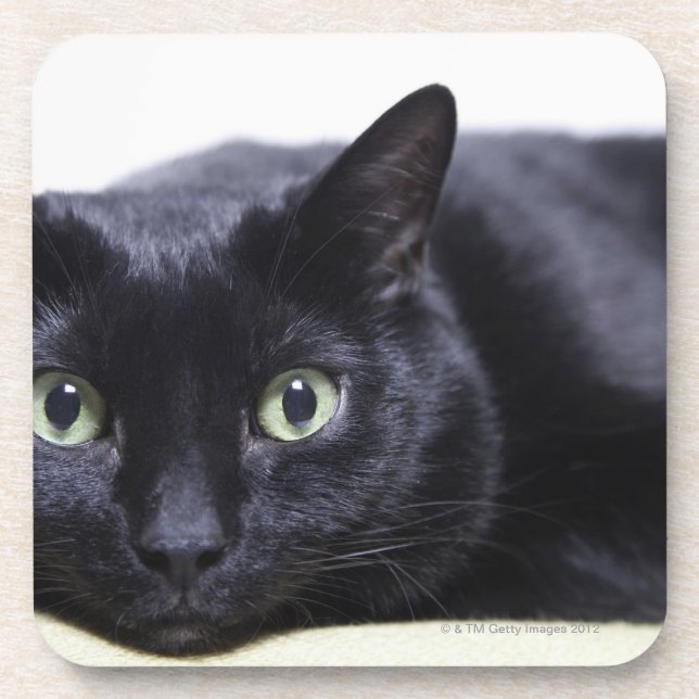 Portrait of a Cat Coaster (Front)