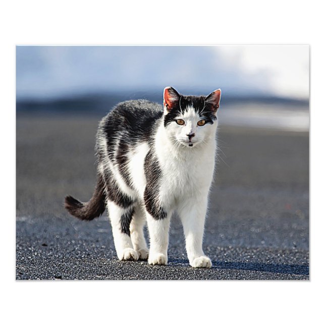 Portrait of a cat photo print (Front)