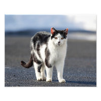 Portrait of a cat