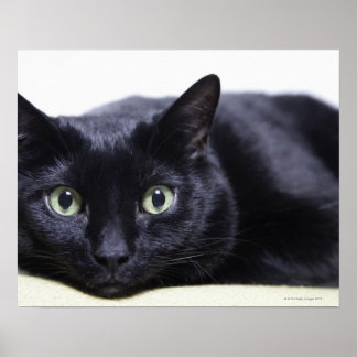Portrait of a Cat Poster