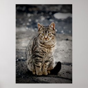 Portrait of a cat poster