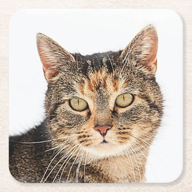 Portrait of a cat square paper coaster (Front)