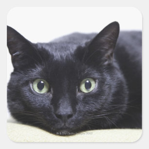 Portrait of a Cat Square Sticker