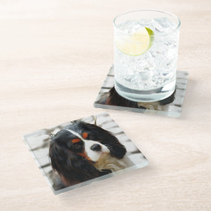 Portrait Of A Cavalier King Charles Spaniel Glass Coaster