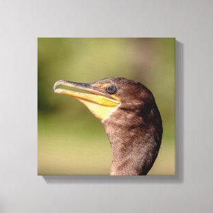 Portrait of a Cormorant Canvas Print