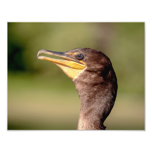 Portrait of a Cormorant Photo Print (Front)