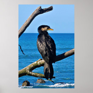 Portrait of a Cormorant Poster